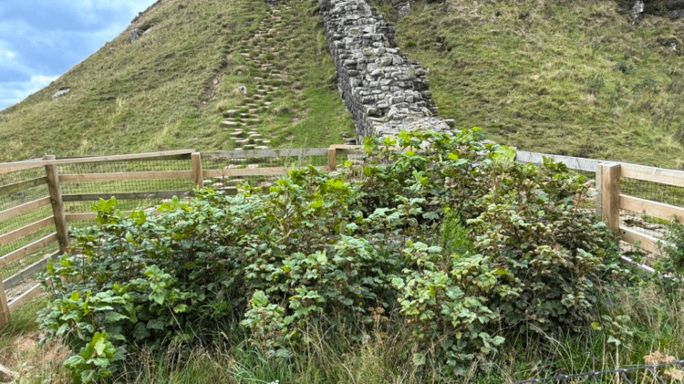 At Sycamore Gap, the stump of the famous felled tree shoots out bushy growth, protected by a fence.
